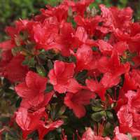 Azalea japonica'Ageeth' 