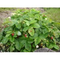 Fragaria vesca'Alexandria'
