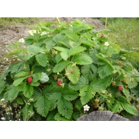 Fragaria vesca'Alexandria'