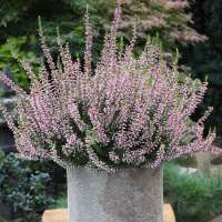 Calluna vulgaris'Rosita' 