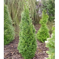 Thuja occidentalis'Brobeck's Tower' 