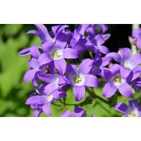 Campanula lactiflora'Borderblues'
