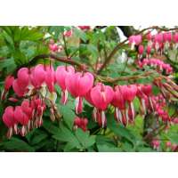 Dicentra spectabilis