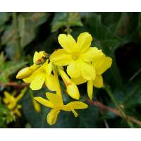 Jasminum nudiflorum 