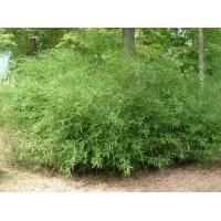Phyllostachys humilis - Bamboe 