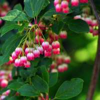 Enkianthus campanulatus'Red Bells' 