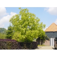 Juglans regia'Broadview' 