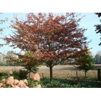 Amelanchier laevis'Ballerina' 