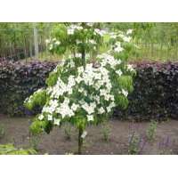 Cornus kousa'Milky Way' 