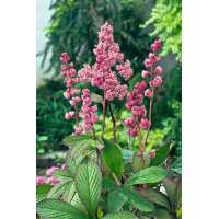 Rodgersia'Badenweiler'