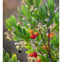Arbutus undo'Compacta' 