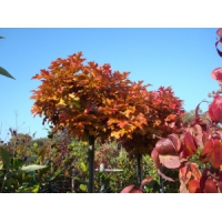 Quercus palustris'Green Dwarf' 
