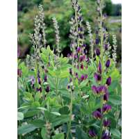 Baptisia'Twillight Prairie Blues'