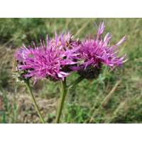Centaurea rhaetica