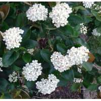 Aronia prunifolia'Nero' 