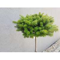 Abies koreana'Cis' 