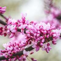 Cercis canadensis'Little Woody' 
