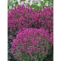 Agastache'Rosie Posie'