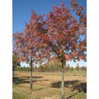 Fraxinus ornus'Louisa Lady' 