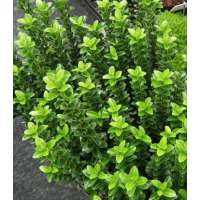 Euonymus japonicus'Green Spire' 