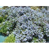 Ceanothus thyrsifolius'Repens' 