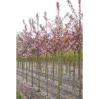 Prunus padus'Colorata' 