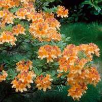 Azalea knaphill'Glowing Embers' 