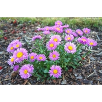 Aster alpinus'Happy End'