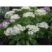 Sedum spectabile'Stardust'