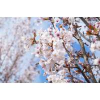 Prunus sargentii'Rancho' 