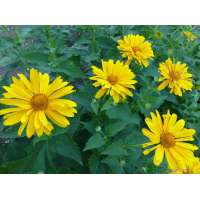 Heliopsis helianthoides'Mars'
