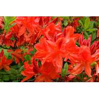 Azalea japonica'Brilliant Orange' 