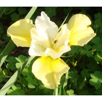 Iris sibirica'Summer Revels'