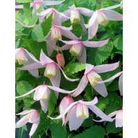 Clematis alpina'Willy' 