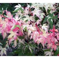 Acer palmatum'Oridono-nishiki' 