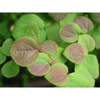 Cercidiphyllum japonicum 