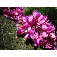 Cercis siliquastrum 