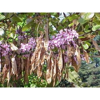 Cercis siliquastrum 