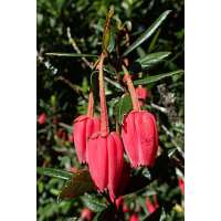 Crinodendron hookerianum 