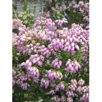 Erica terminalis 