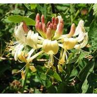 Lonicera periclymenum 