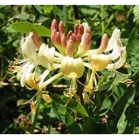 Lonicera periclymenum 
