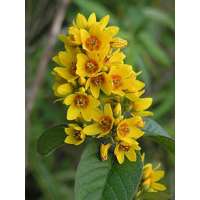 Lysimachia vulgaris