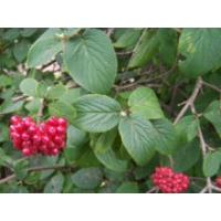 Viburnum lantana 