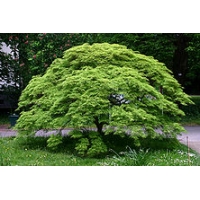 Acer palmatum 