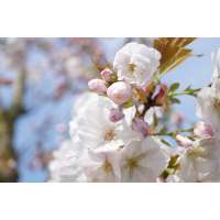 Prunus serrulata'Sunset Bouelvard' 