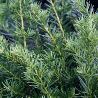 Taxus media'Densiformis' 