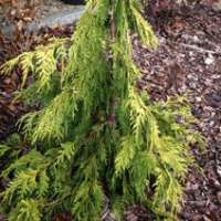 Chamaecyparis nootkatensis'Golden Waterfall' 
