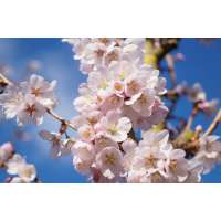 Prunus'Spire' 