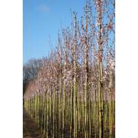 Prunus'Spire' 